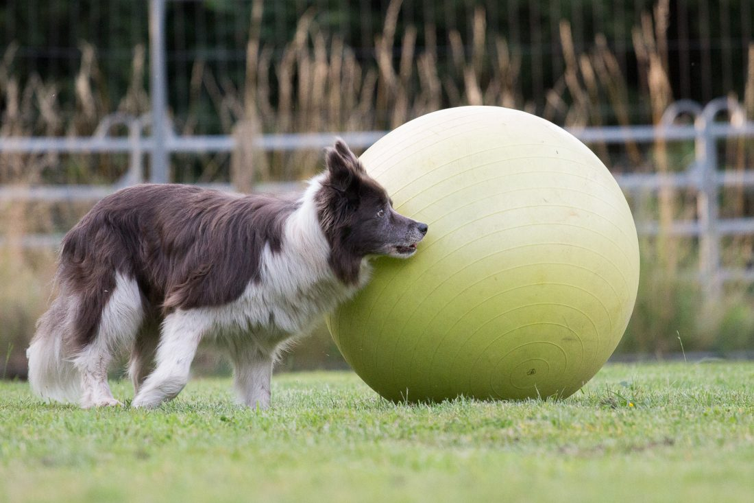 Treibball - Beginner & Anfänger