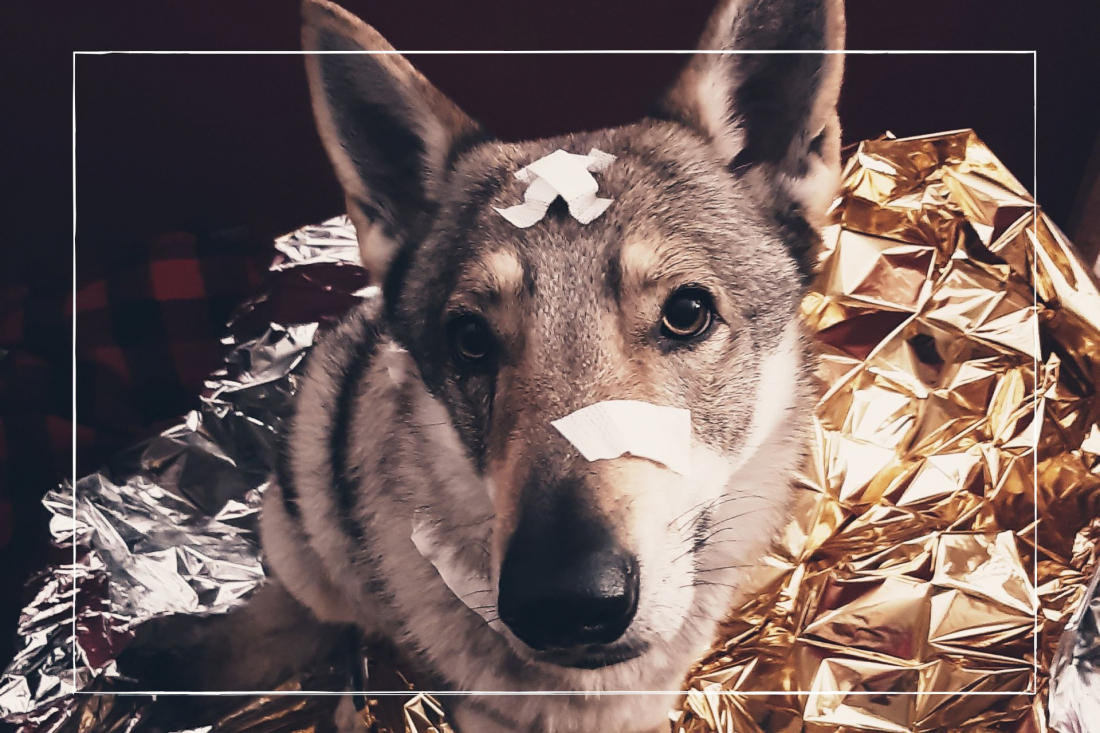 Erste Hilfe am Hund (Tierärztin Sabine Roeb) | ca. 3 Stunden