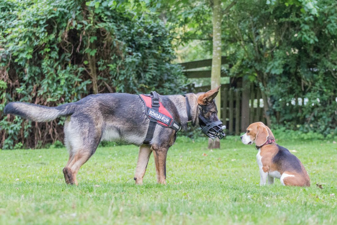 Grundkurs: Soziales Miteinander | 4 x 60 Min.