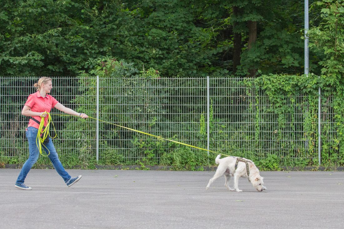 Mantrailing [Gruppe 2]