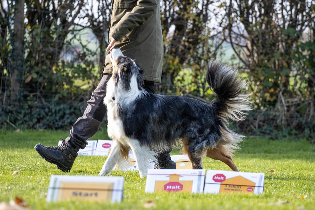 Rally Obedience - Beginner & Anfänger